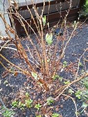 Hydrangea quercifolia