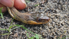Thamnophis proximus rutiloris