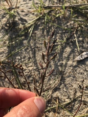 Triglochin barrelieri