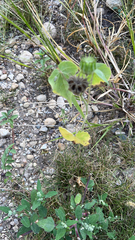Abutilon theophrasti