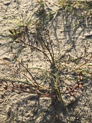 Triglochin barrelieri