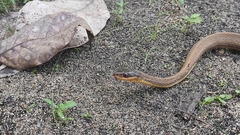 Thamnophis proximus rutiloris