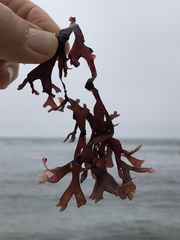 Ahnfeltiopsis linearis