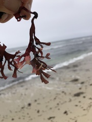 Ahnfeltiopsis linearis