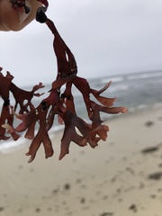 Ahnfeltiopsis linearis