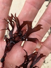 Ahnfeltiopsis linearis