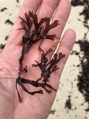 Ahnfeltiopsis linearis