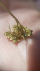 Azolla microphylla
