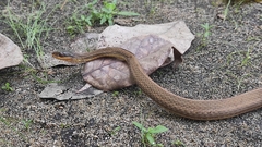 Thamnophis proximus rutiloris