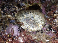 Anthopleura biscayensis