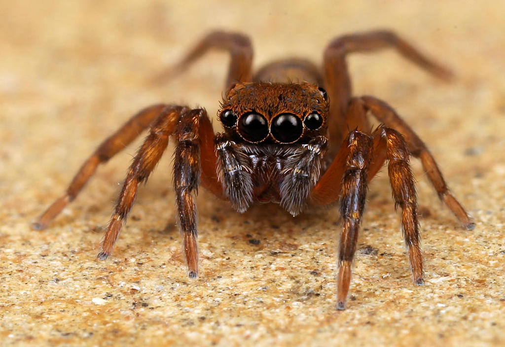 Cyrba lineata