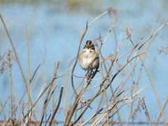 Zonotrichia capensis