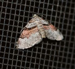 Xanthorhoe labradorensis