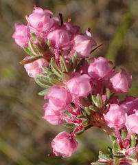 Erica grata