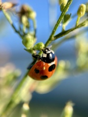 Coccinella septempunctata