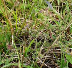 Bupleurum tenuissimum