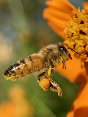 Apis mellifera