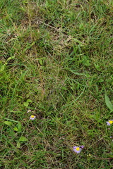 Bupleurum tenuissimum