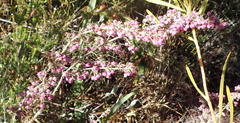Erica grata