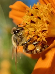 Apis mellifera
