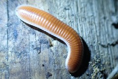 Polyzoniidae