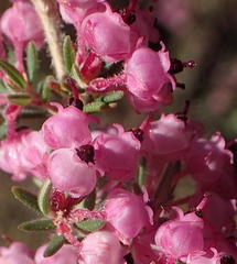 Erica grata