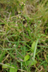 Bupleurum tenuissimum
