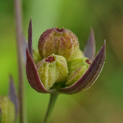 Bupleurum tenuissimum