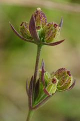 Bupleurum tenuissimum