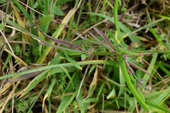 Bupleurum tenuissimum