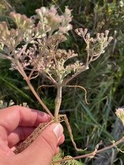 Neolasioptera perfoliata