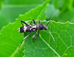 Chlorophorus figuratus