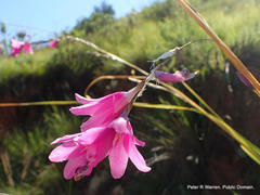 Dierama latifolium