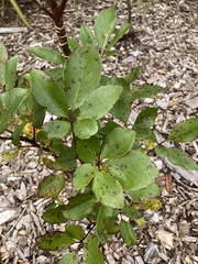 Pseudopanax colensoi