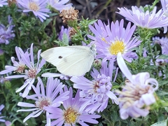 Pieris rapae
