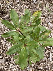 Pseudopanax colensoi