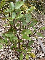 Pseudopanax colensoi