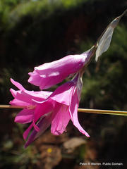 Dierama latifolium