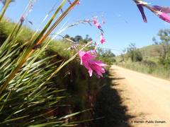 Dierama latifolium