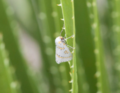 Philtraea paucimacula