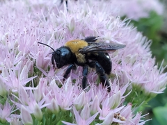 Xylocopa virginica