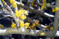 Forestiera pubescens pubescens