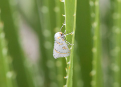 Philtraea paucimacula