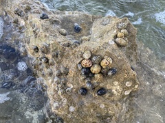 Nerita versicolor