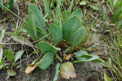 Lepidium cartilagineum