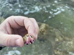 Nerita versicolor