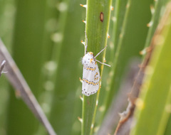 Philtraea paucimacula