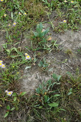 Lepidium cartilagineum