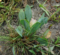 Lepidium cartilagineum