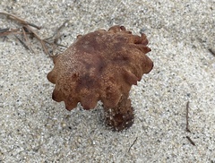 Laccaria trullisata